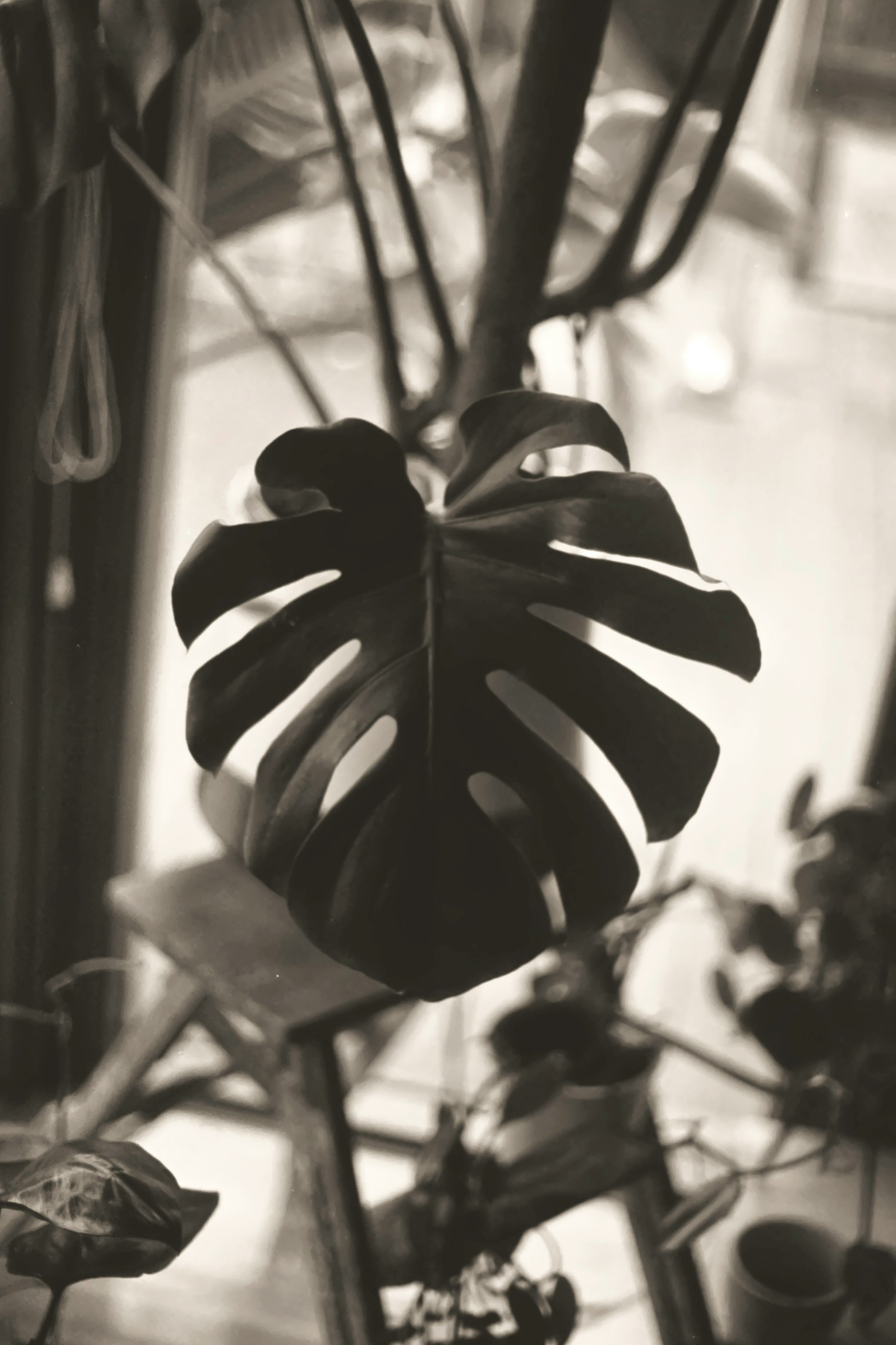 grayscale photo of plant leaves